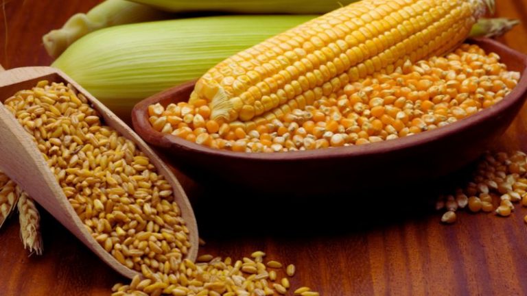 Corn Vs Wheat For Weight Loss – Which is Better?