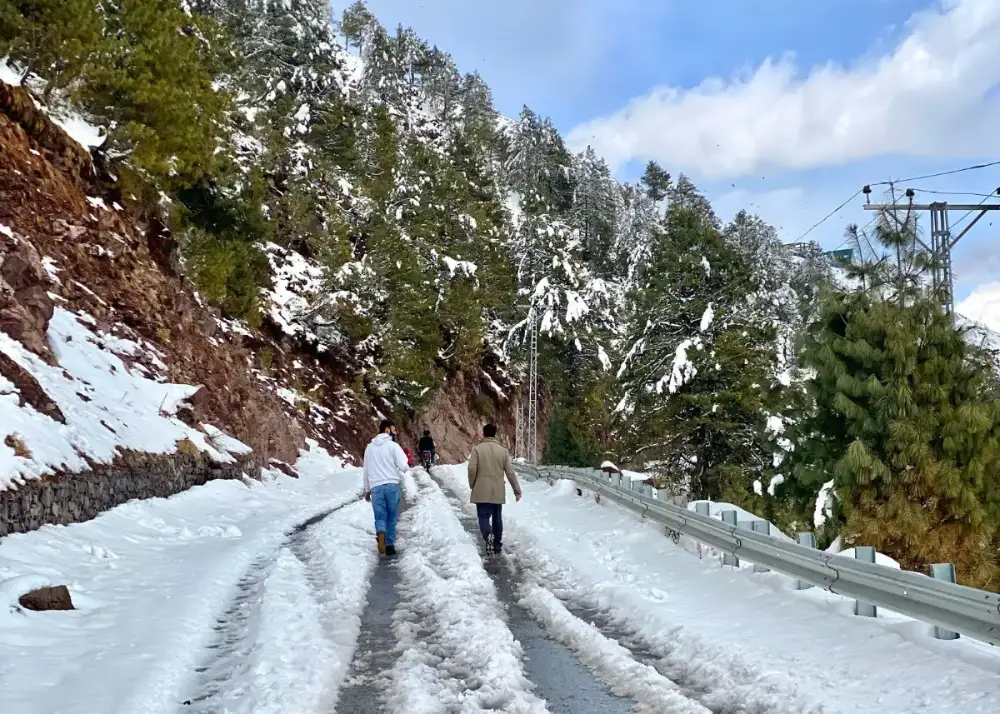 Two people walking up a snowy hill road lined with pine trees