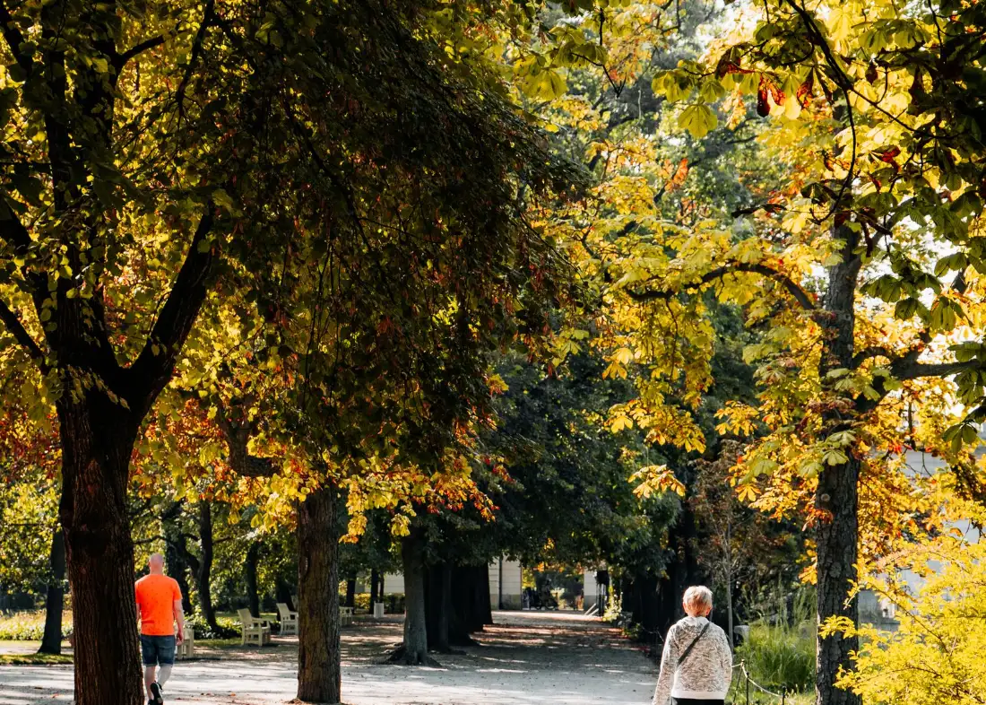 A person walking along a tree lined path in a park