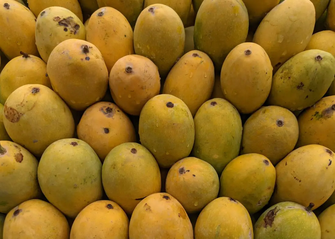 A pile of ripe yellow mangoes in season